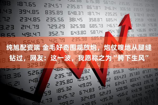 纯旭配资端 金毛好奇围观放炮，炮仗嗖地从腿缝钻过，网友：这一波，我愿称之为“胯下生风”